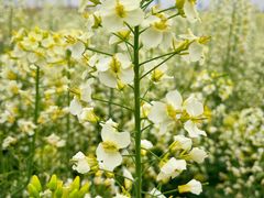 -中国天府农业博览园