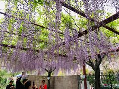 -嘉定紫藤园