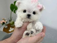 -萌宠之家·腊肠犬·马尔泰·小体犬舍