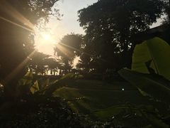 -卷心菜和避孕套餐厅(Pattaya)