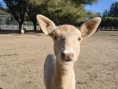 -北京麋鹿生态实验中心