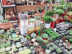 -秦美花卉(天朗·莱茵小城2期店)