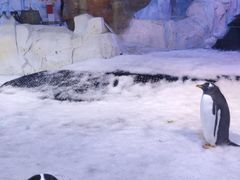 -芜湖新华联大白鲸海洋公园