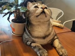 -Cappucimeow猫咪咖啡馆(韦伯时代店)