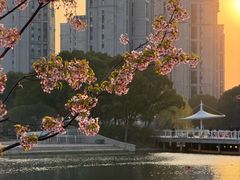 -新江湾城公园