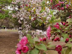 -长白岛森林公园