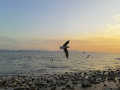 -红树湾(地铁站)