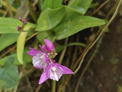 -国家植物园南园