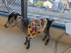 -怪兽屋·羊驼·猫咖·狗咖(俊华广场店)