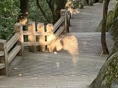 -灵岩山风景区