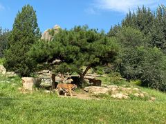 -北京野生动物园