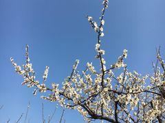 -香雪海