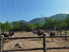 -西安秦岭野生动物园