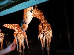 -清迈夜间动物园