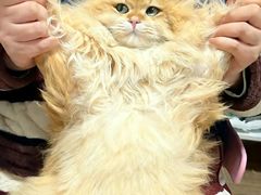 -欣宠猫屋·矮脚拿破仑·蓝金金渐层