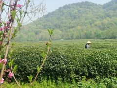 -中国茶叶博物馆(双峰馆区)