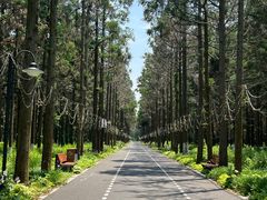 -东平国家森林公园