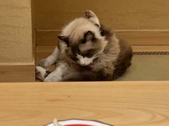 -泉寿司(万科公园店)