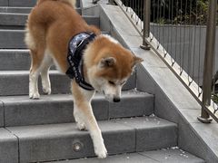 -申普宠物医院·心脏介入·心血管微创(总院)
