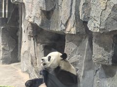 -栾川竹海野生动物园