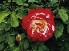 -国家植物园南园