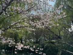 -香雪海