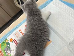 -虹泰宠物医院 ·旗舰店·24h(南秀路店)