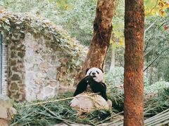 -都江堰中华大熊猫苑