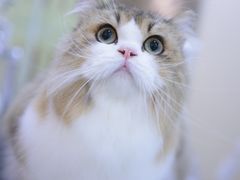 -momokira米努特·德文卷毛猫·棉花面纱犬