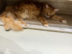 -藏猫猫咖啡主题馆(中央大道店)