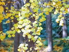 -上海共青森林公园