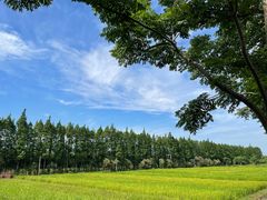 -上海长兴岛郊野公园
