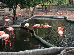 -清迈夜间动物园