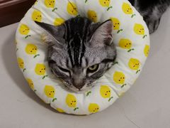 -可蒙动物医院·猫科·骨科中心(首义路店)