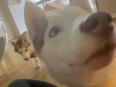 -Husky Go! 哈士奇体验馆·宠物咖啡厅狗咖