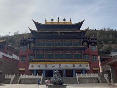 -塔尔寺菩提树