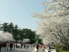 -武汉大学-樱园