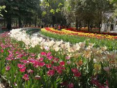 -洛阳郁金香牡丹园