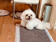 -FAELING PETS美天灵宠物(富力广场店)