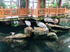 -南宫五洲植物乐园