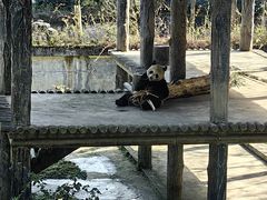 -中国大熊猫保护研究中心雅安碧峰峡基地
