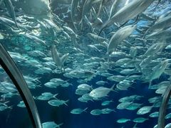 -上海海洋水族馆