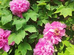 -莲花池公园