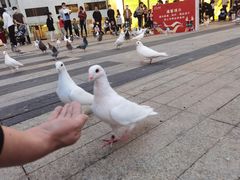 -君悦酒店·1881·北京烤鸭