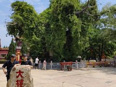 -大槐树寻根祭祖园