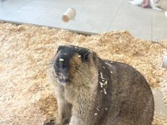 -怪兽屋·羊驼·猫咖·狗咖(俊华广场店)