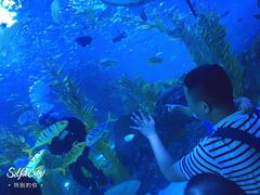 -芜湖新华联大白鲸海洋公园