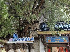 -古树酸奶(八廓南街店)