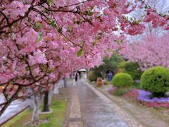 -莫愁湖公园