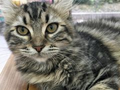 -李小姐の猫咖啡馆(五角场店)